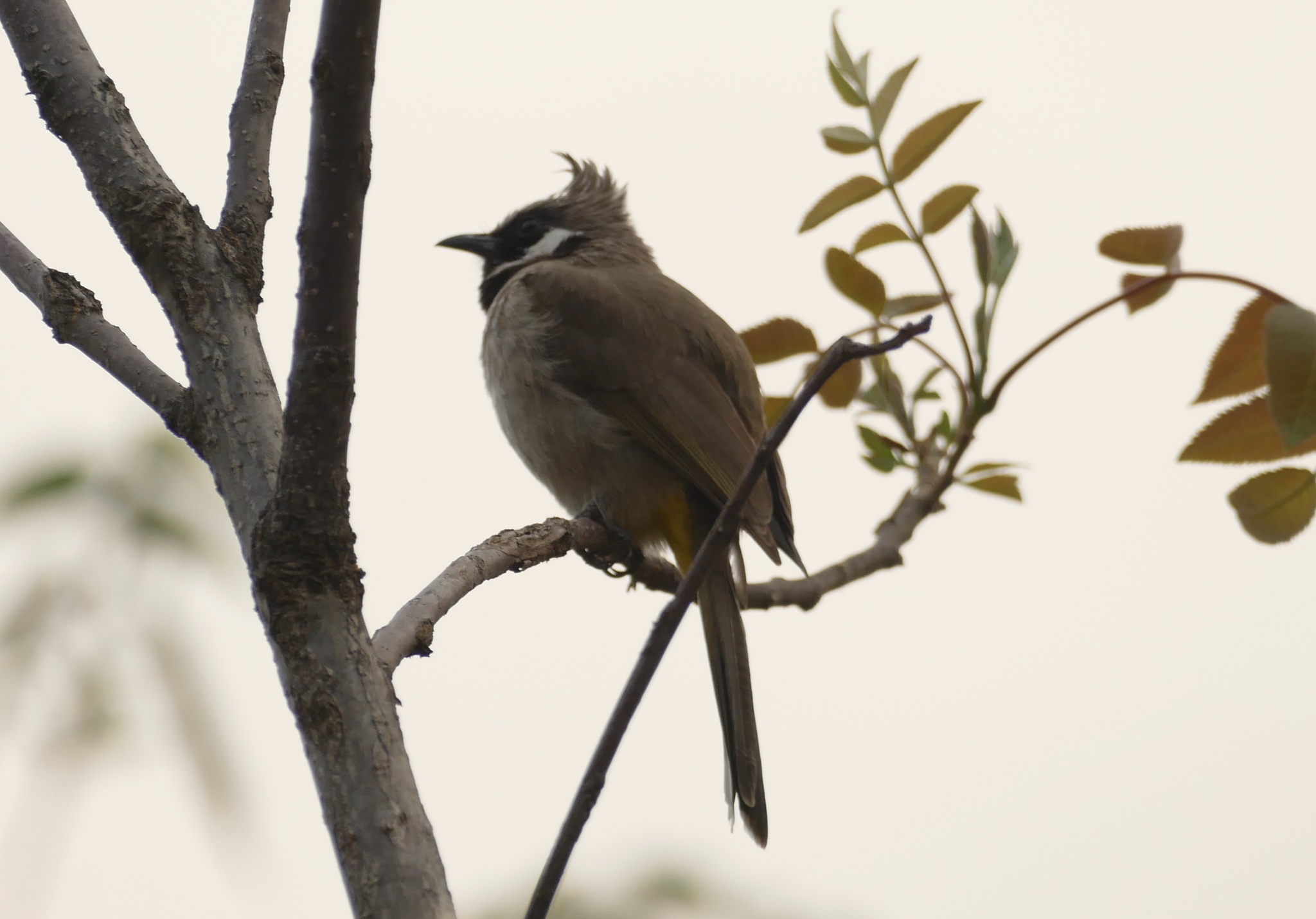 Himalayan Bulbul