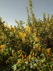 Tropaeolum seemannii