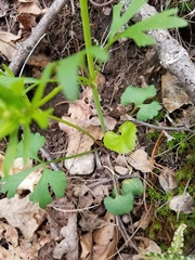Ranunculus allegheniensis