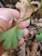 Ranunculus allegheniensis