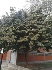 Swartzia robiniifolia