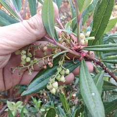 Comarostaphylis discolor