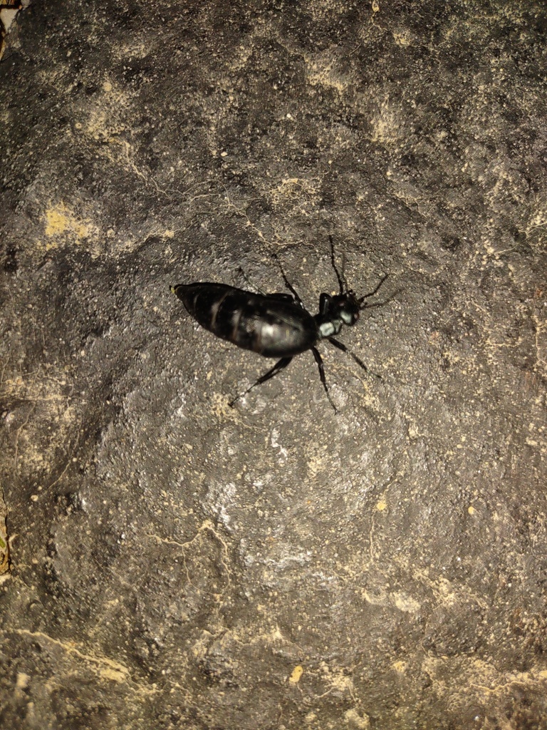 Winged and Once-winged Insects from Delaware, OH 43015, USA on April 28 ...