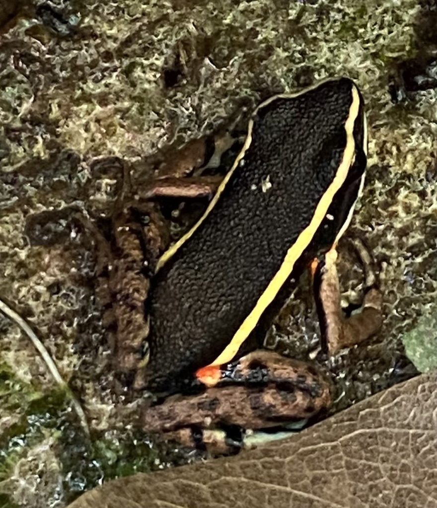 Spot-legged Poison Frog