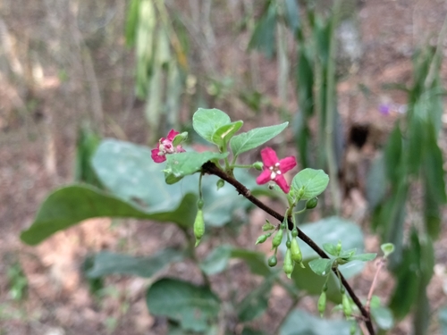 Image of Fuchsia thymifolia by (c) Abraham A. Gómez Landero, some rights reserved (CC BY)