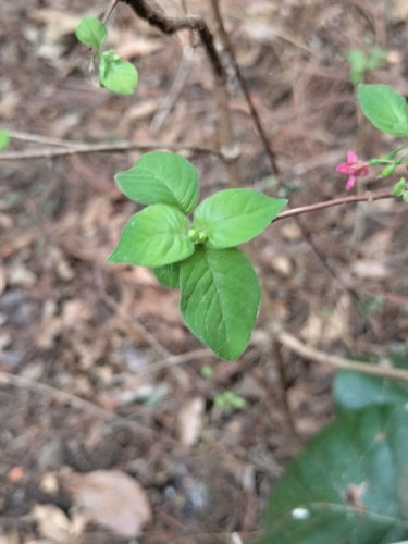 Image of Fuchsia thymifolia by (c) Abraham A. Gómez Landero, some rights reserved (CC BY)