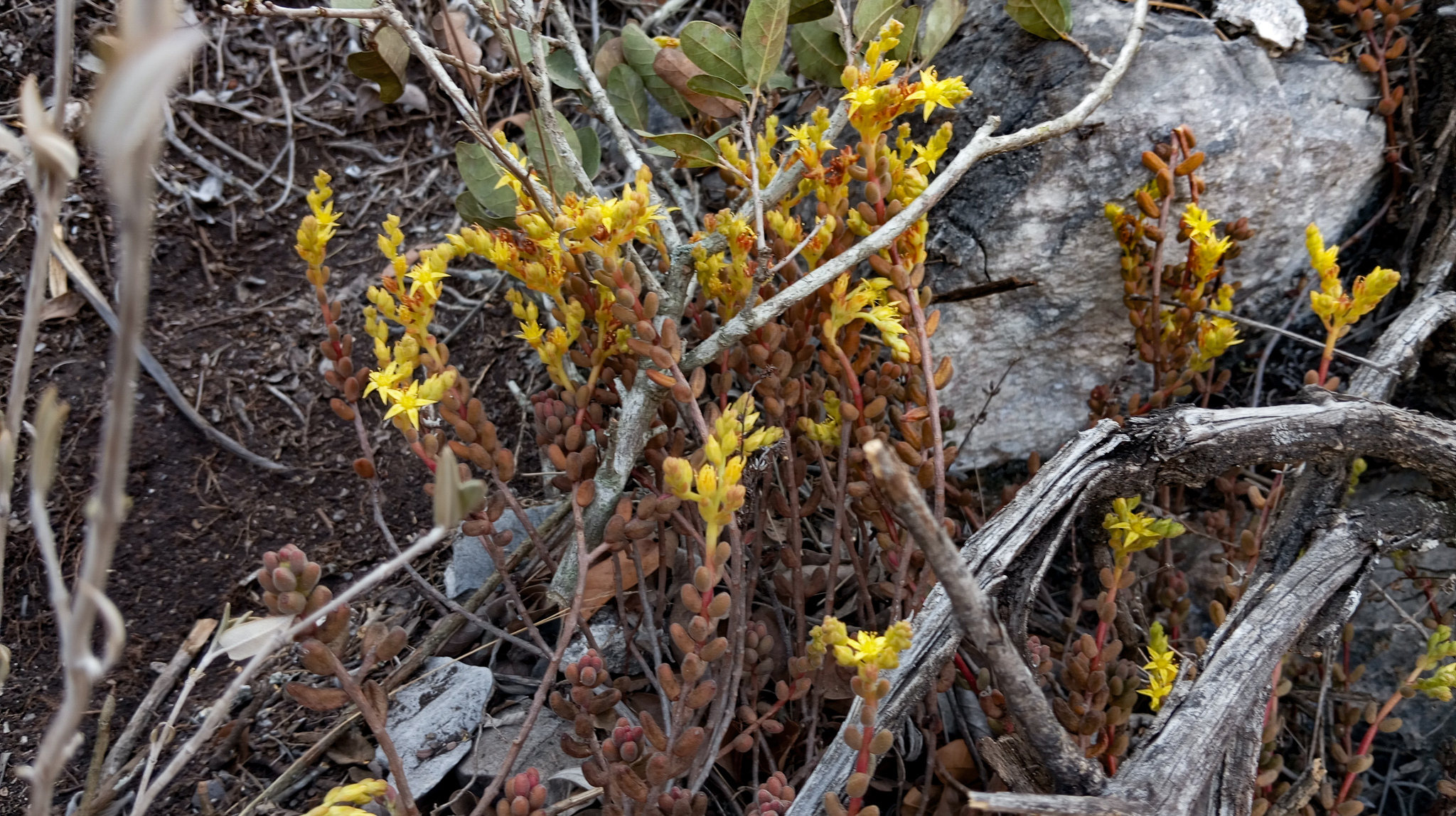 Imagem de Sedum stahlii é popularmente conhecida como "suculenta"