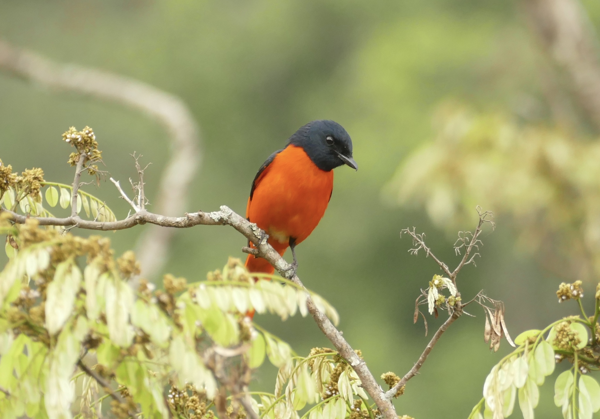 Scarlet Minivet