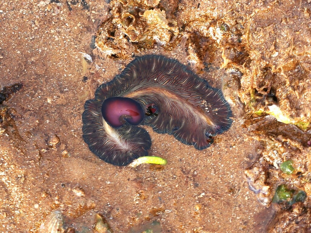 Persian Carpet Flatworm from Port Hedland WA 6721, Australia on April 10, 2024 at 0430 PM by