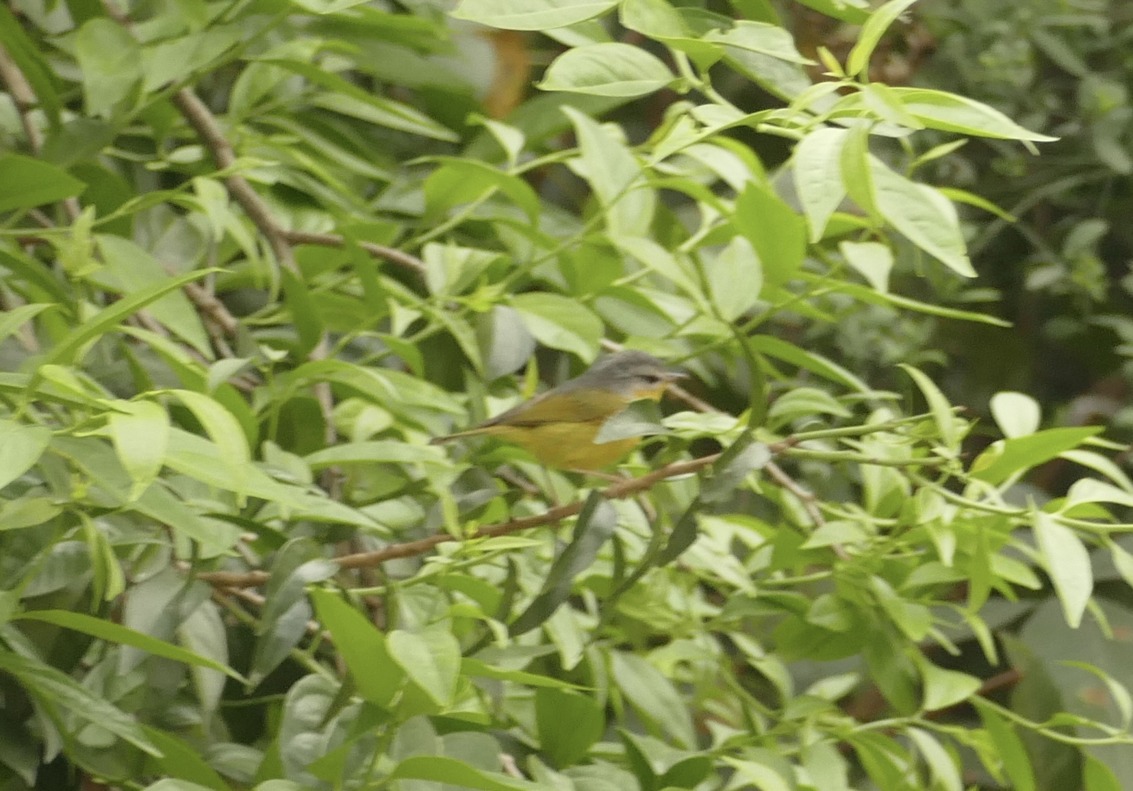 Grey-hooded Warbler
