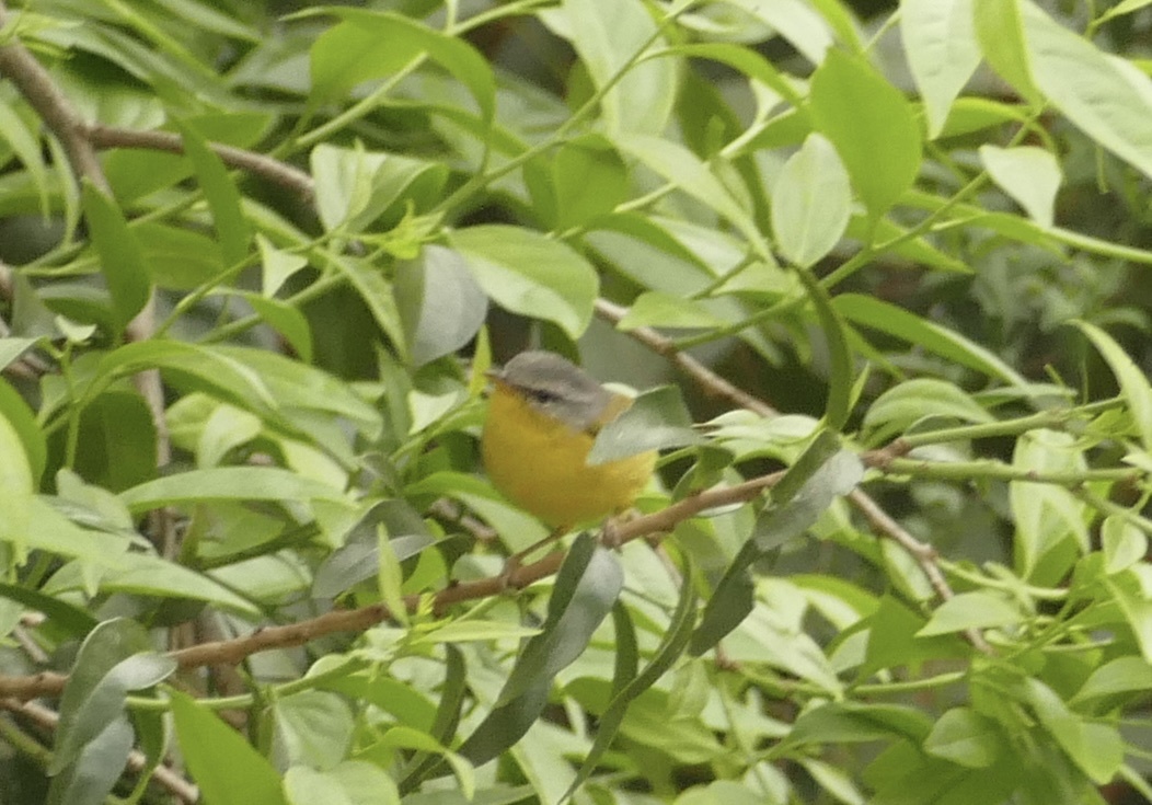 Grey-hooded Warbler