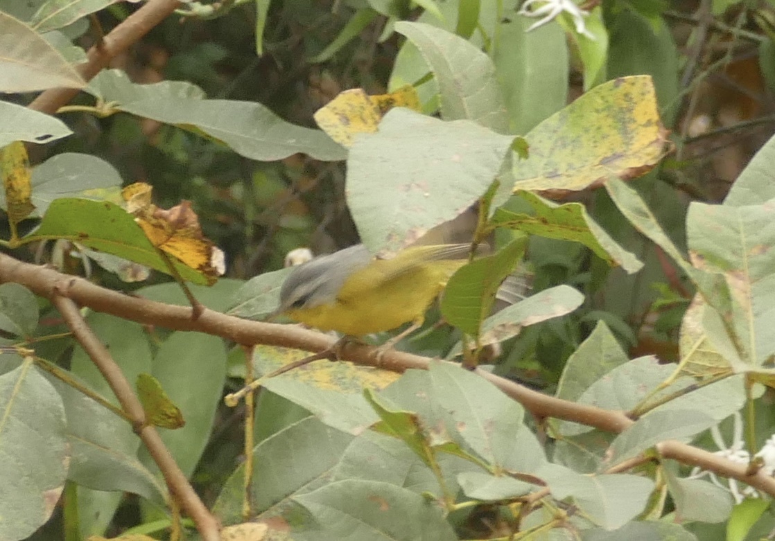 Grey-hooded Warbler