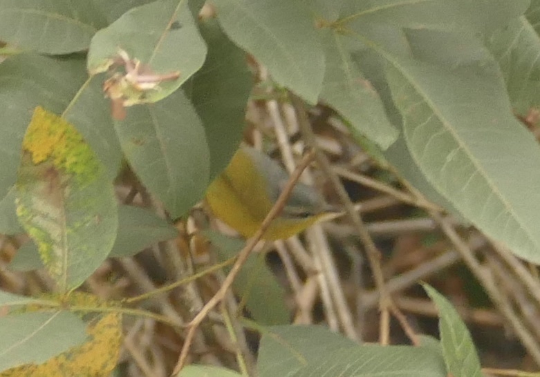 Grey-hooded Warbler