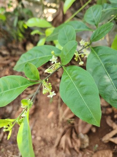 Solanum diphyllum