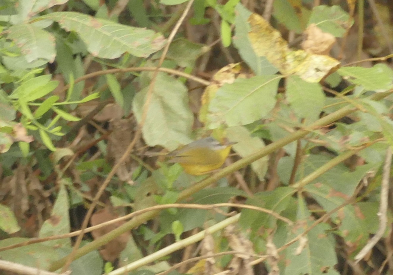 Grey-hooded Warbler