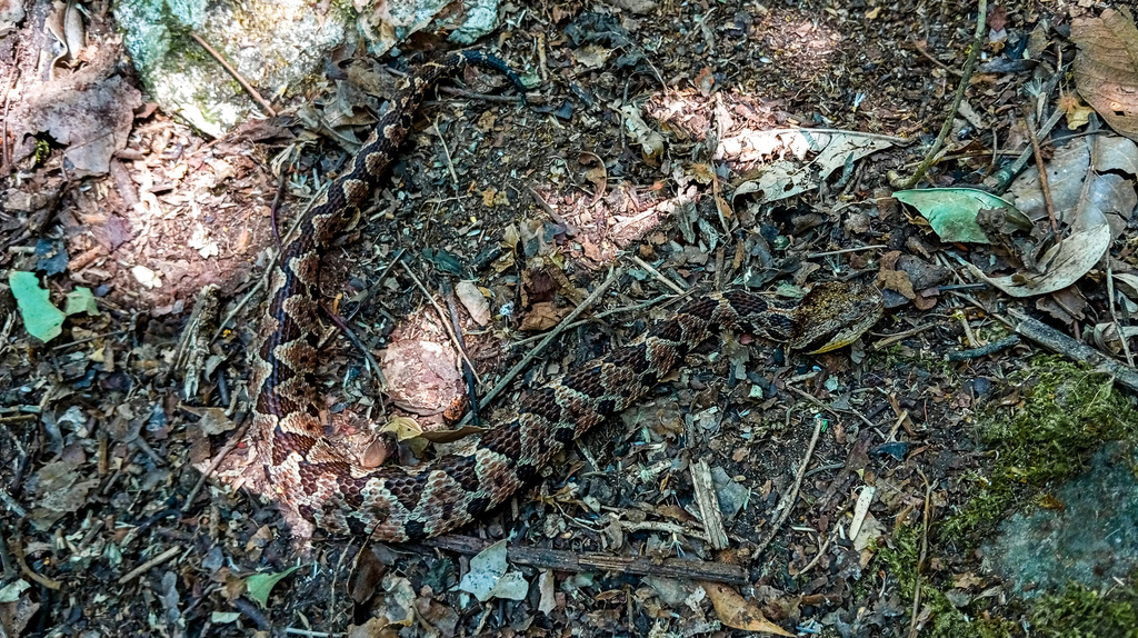 Mexican Jumping Pit Viper from Río Blanco, Ver., México on April 17 ...