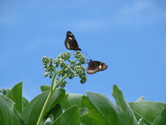 Euploea lewinii