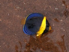 Scribbled Angelfish photo 4