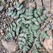 Demavendia pastinacifolia - Photo (c) MRN, algunos derechos reservados (CC BY-NC), subido por MRN