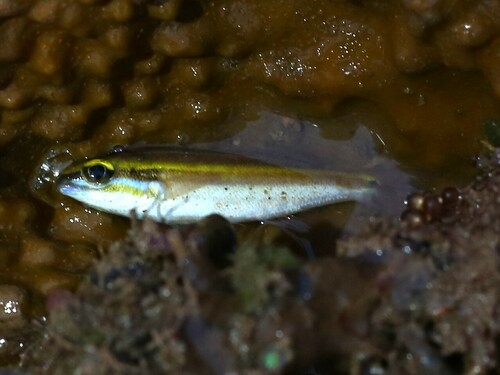Maori seaperch (Scaevius milii) — Nemipteridae — 5