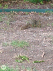 Sciurus niger