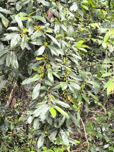 Aporosa frutescens observed 2024-04-28