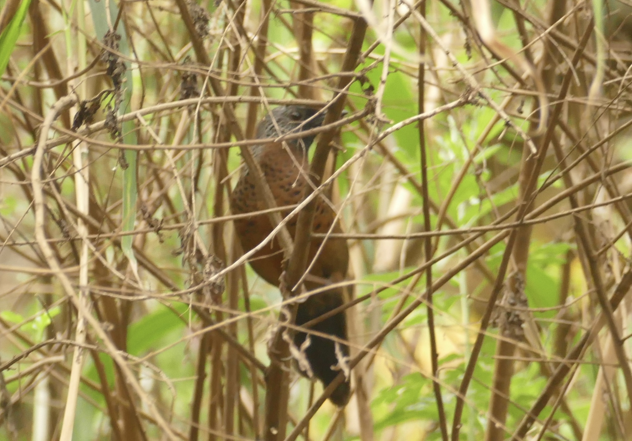 Chestnut-crowned Laughingthrush