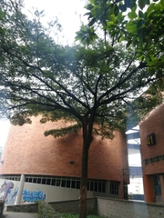 Parkia pendula