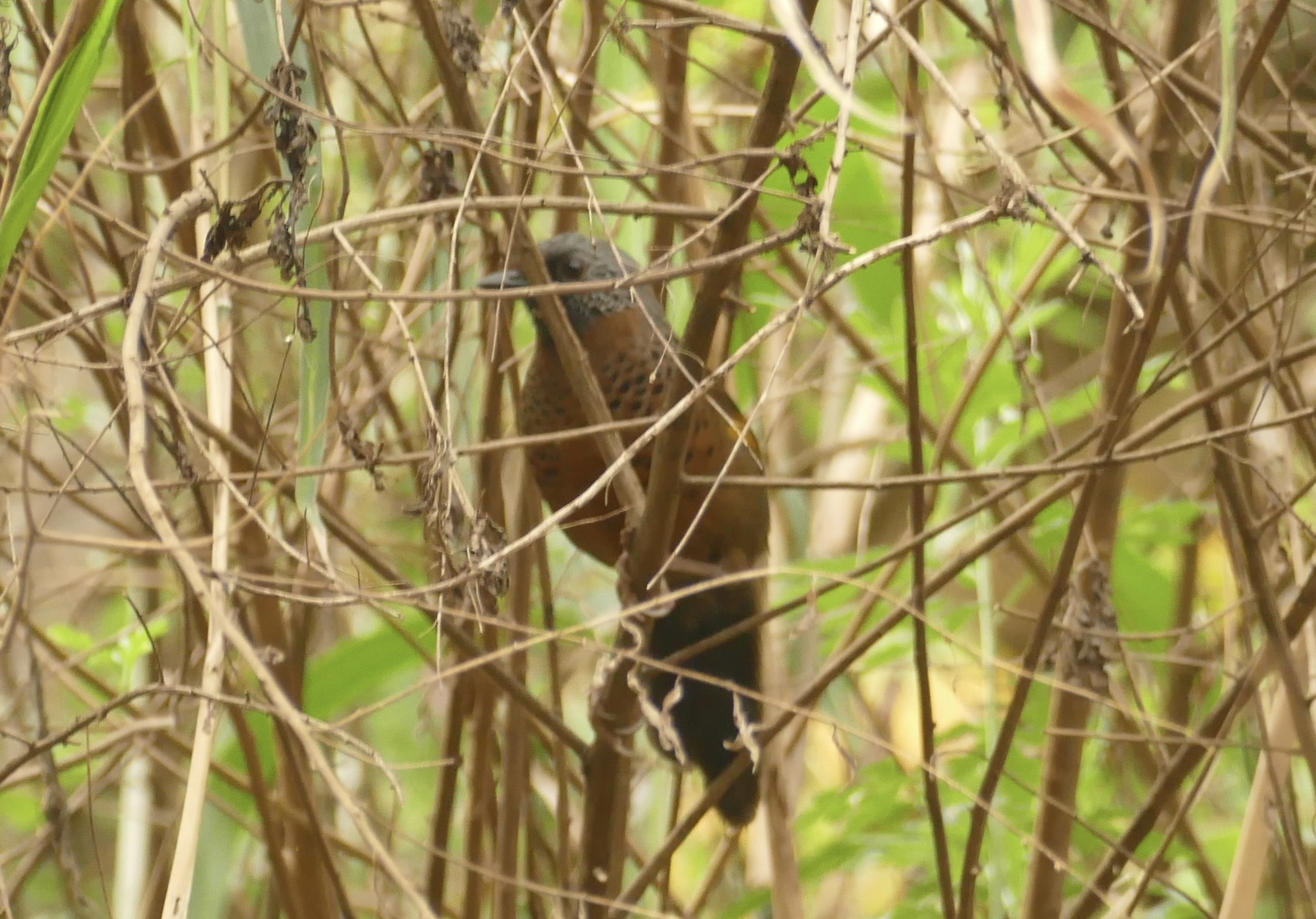 Chestnut-crowned Laughingthrush