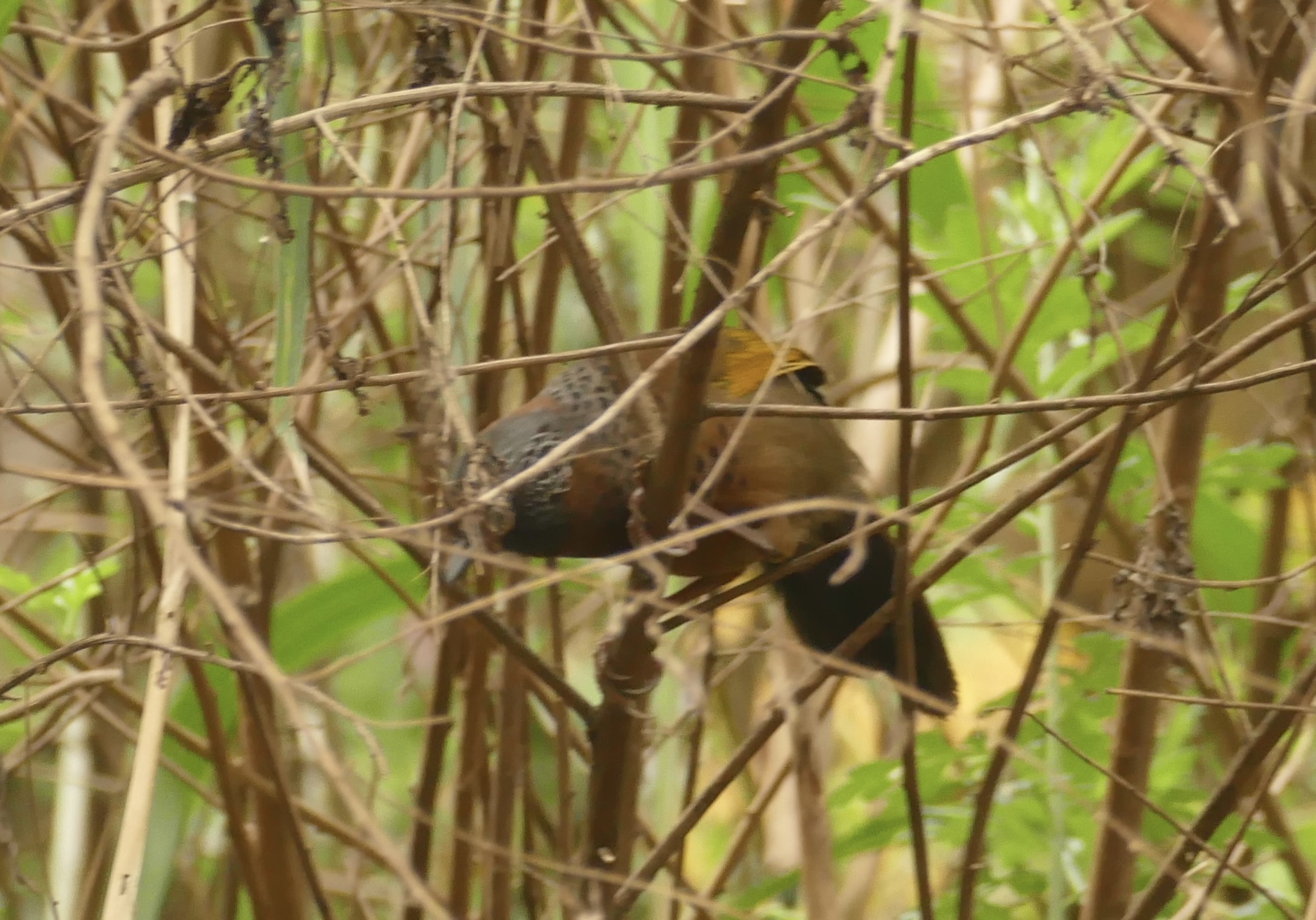 Chestnut-crowned Laughingthrush