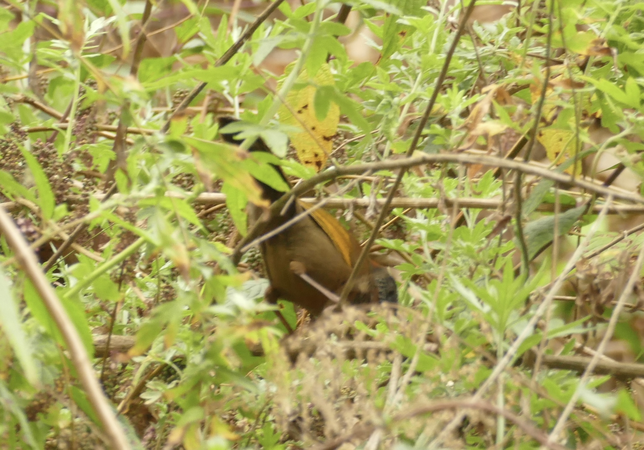 Chestnut-crowned Laughingthrush