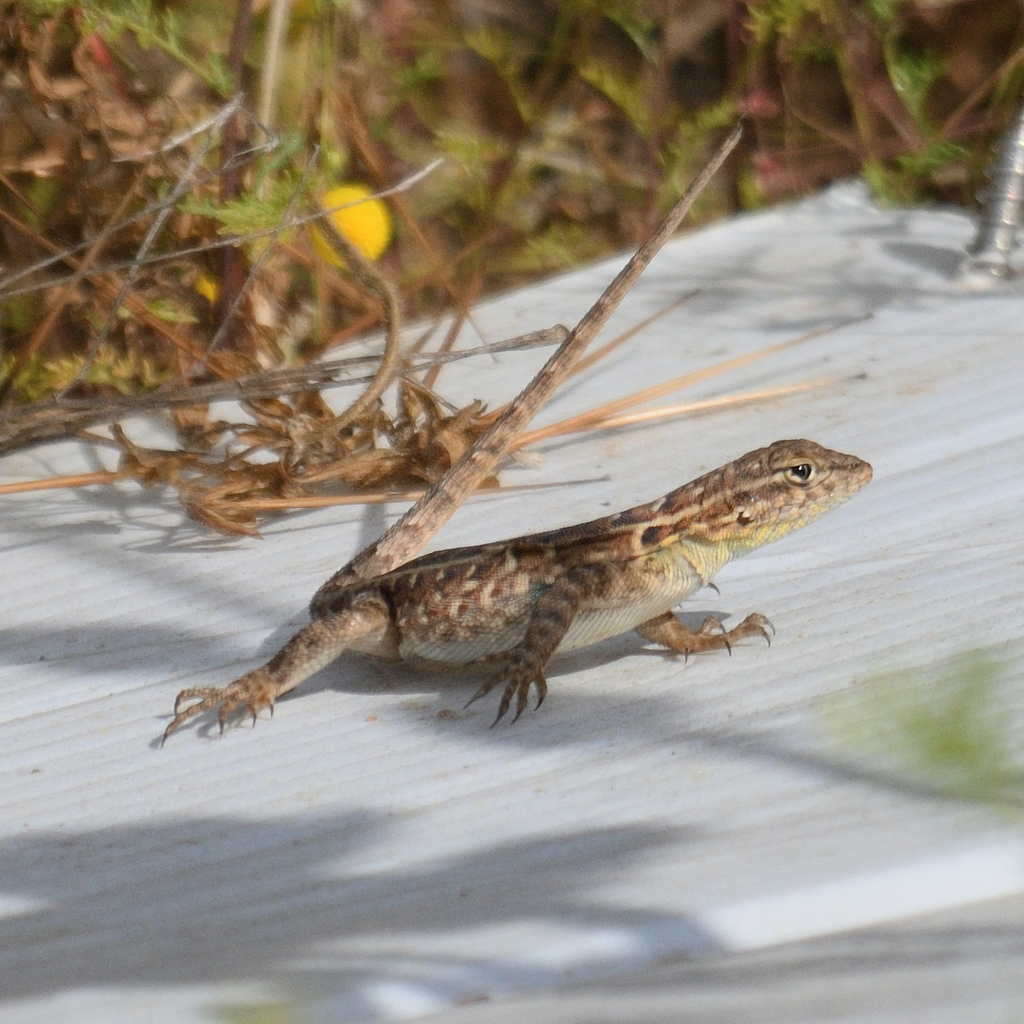 April Lizard Western Side-blotched Lizard from Cherry Hills, Menifee, CA, USA on ...
