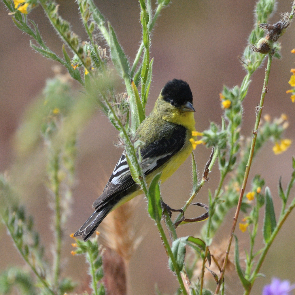 Green-backed Lesser Goldfinch from Cherry Hills, Menifee, CA, USA on ...