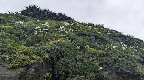 Image of Lilium longiflorum by (c) Cheng-Te Hsu, some rights reserved (CC BY)