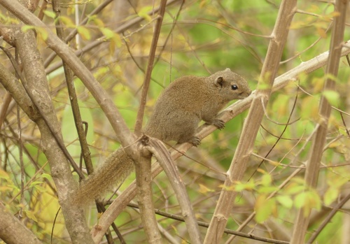 Irrawaddy Squirrel