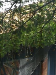 Parkia pendula