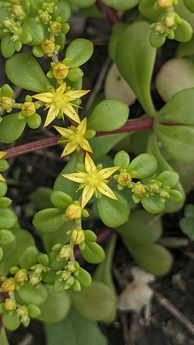 Image of Sedum formosanum by (c) Cheng-Te Hsu, some rights reserved (CC BY)