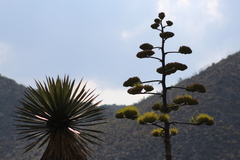 Agave