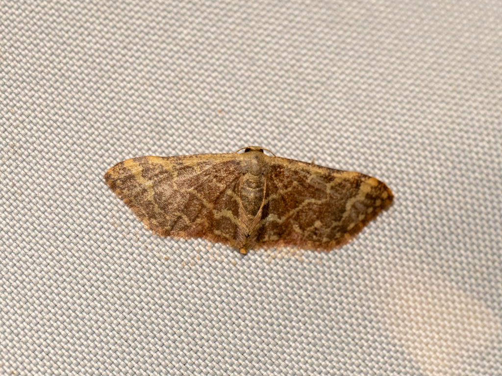Lophophleps purpurea