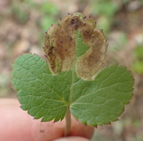 Phytomyza saniculae