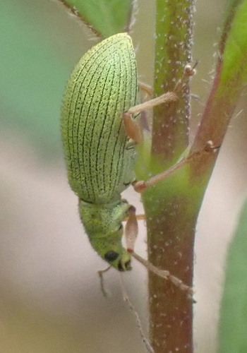 Pale Green Weevil photo 5