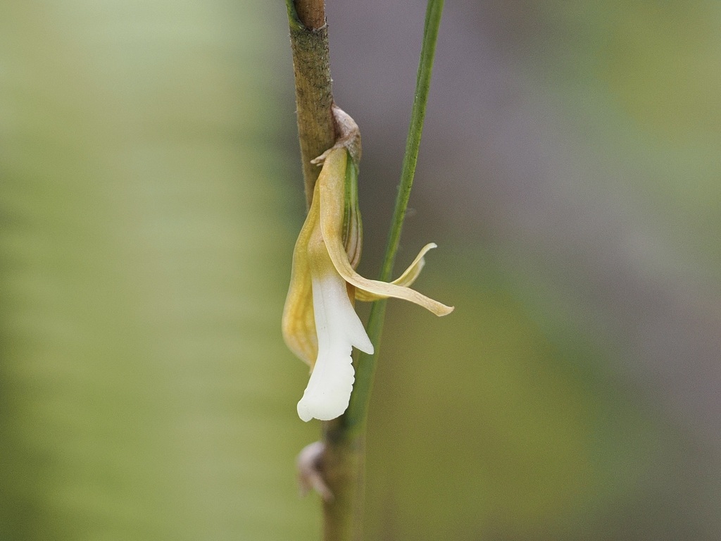Dendrobium lobbii Teijsm. & Binn. 2