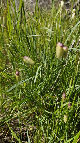 Kellogg's Yampah foliage