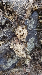 Selaginella lepidophylla