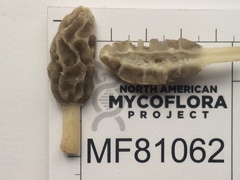 Morchella diminutiva