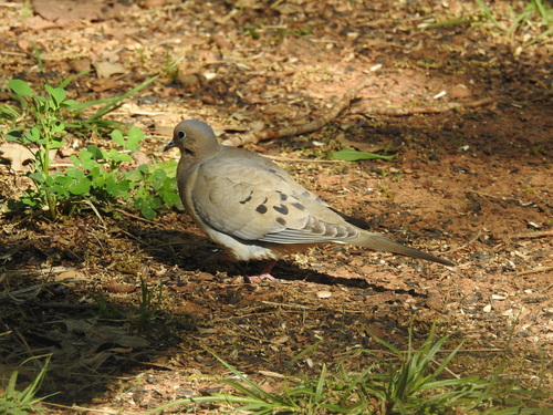 Mourning Dove photographed in Oklahoma