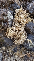 Selaginella lepidophylla