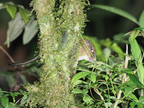 Woolly-headed Spiny Tree Rat (Mesomys leniceps) — Data Deficient Mammalia