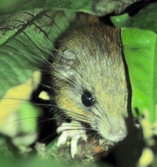 Woolly-Headed Spiny Tree-Rat photo 3