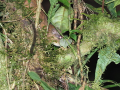 Woolly-Headed Spiny Tree-Rat photo 2